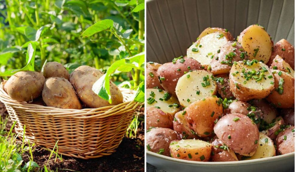 From Garden to Table: Grow Potatoes for Classic Veggie Comfort Food