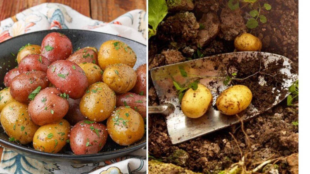 Grow Your Own Potatoes for Delicious Homemade Meals