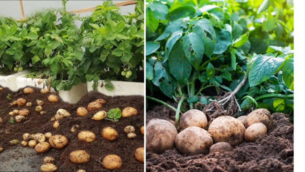 Turn Your Kitchen Garden Into a Veggie Powerhouse with Homegrown Potatoes