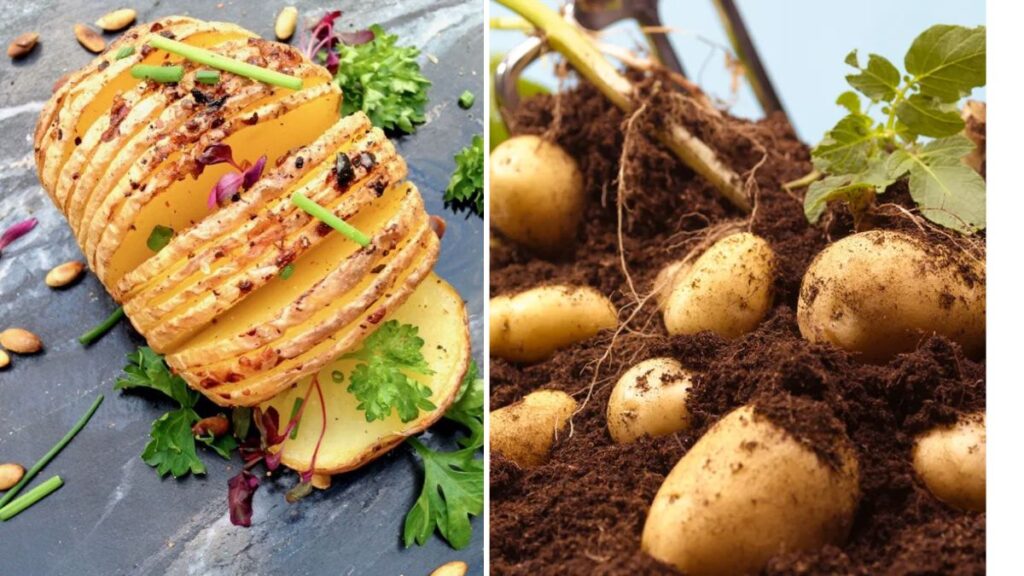 How to Grow Potatoes for Your Favorite Vegetarian Recipes