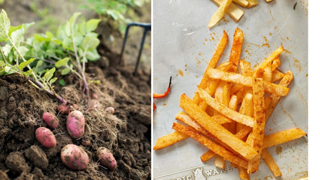Backyard Potatoes for Homemade Veggie Fries