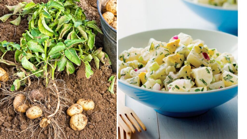 How to Grow Potatoes for Classic American Potato Salad