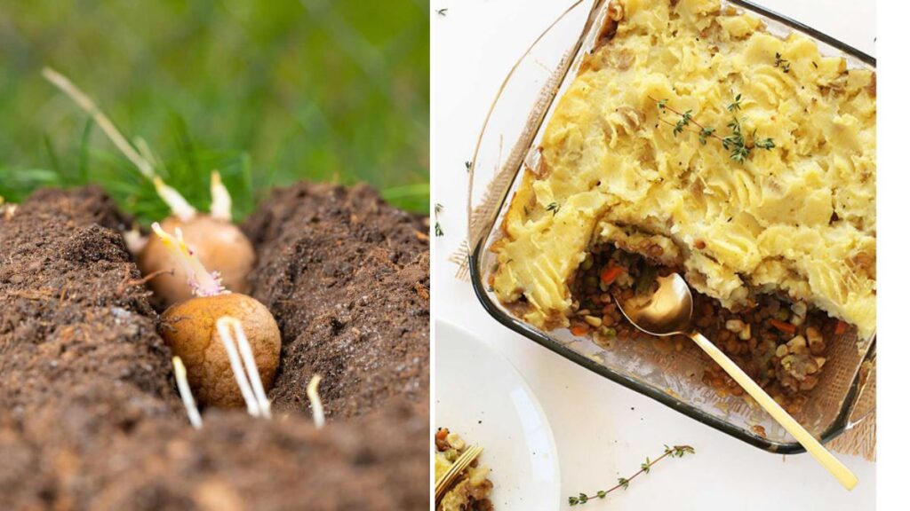 Grow Potatoes for Vegan Shepherd’s Pie: From Backyard to Comfort Bowl