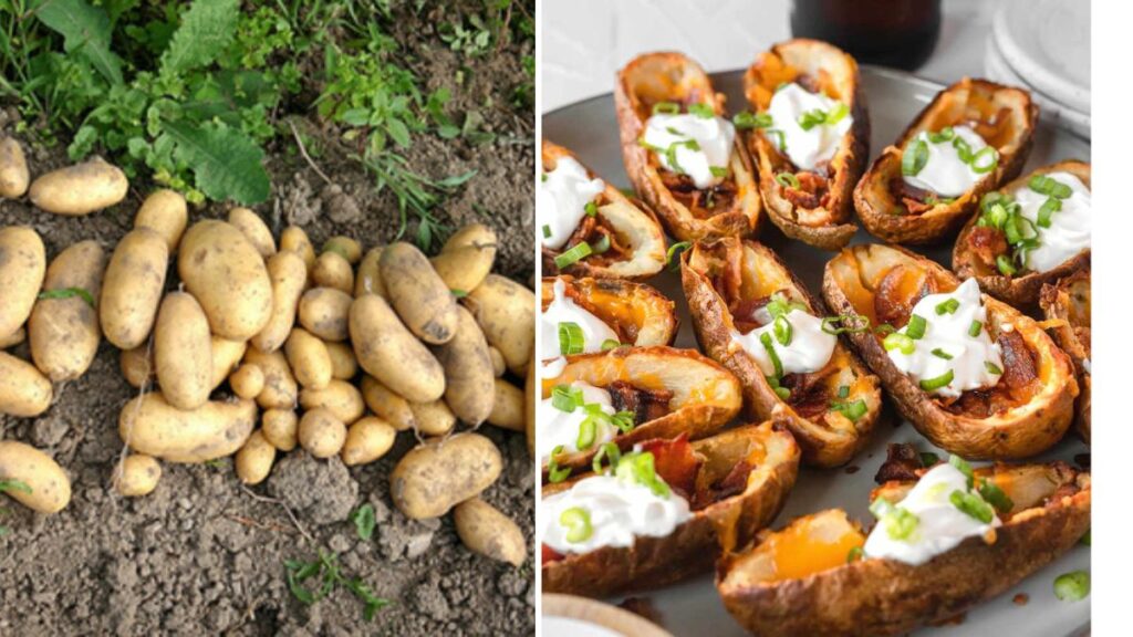 Homegrown Potatoes for Stuffed Skins with Cheese and Veggies