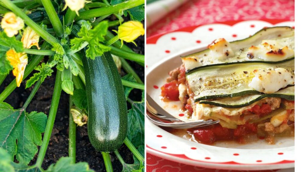 Garden-Grown Zucchini for Summer Veggie Lasagna
