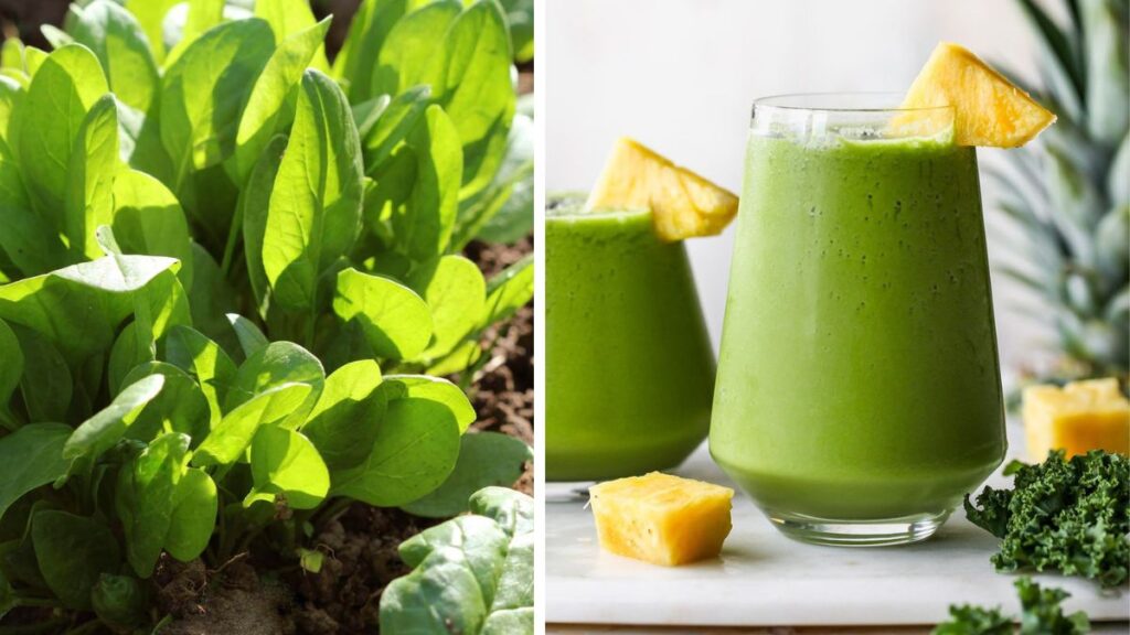 Grow Spinach for Healthy Vegetarian Smoothies and Dishes