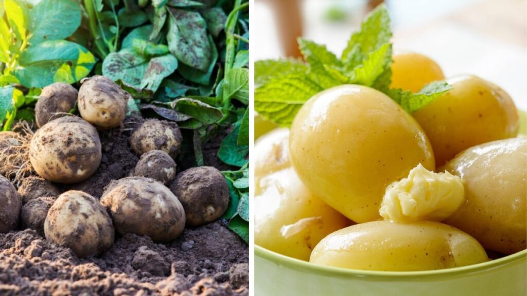 Grow Potatoes for the Ultimate Veggie Comfort Bowl