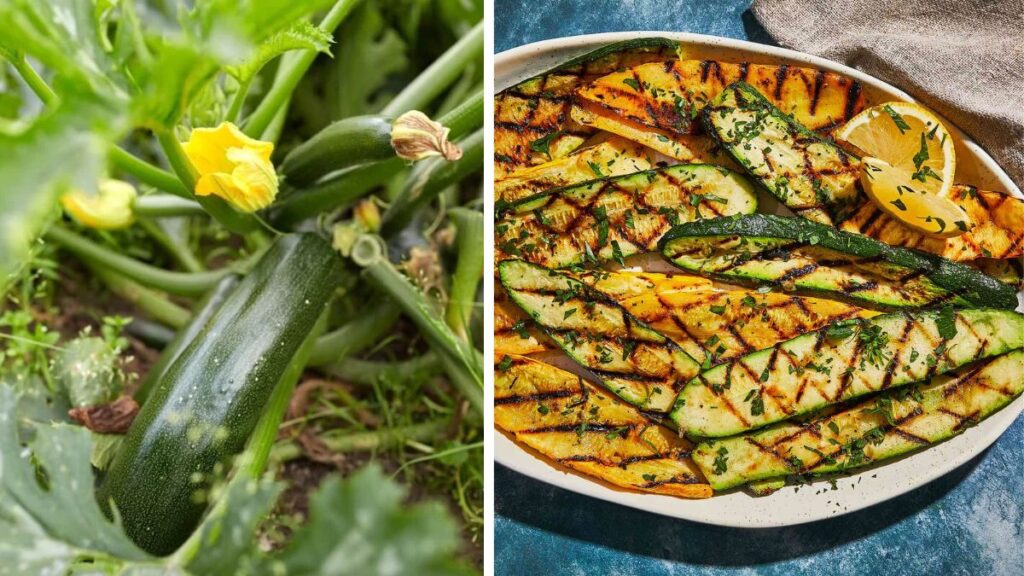 Grow Summer Squash for Delicious Veggie Grilling