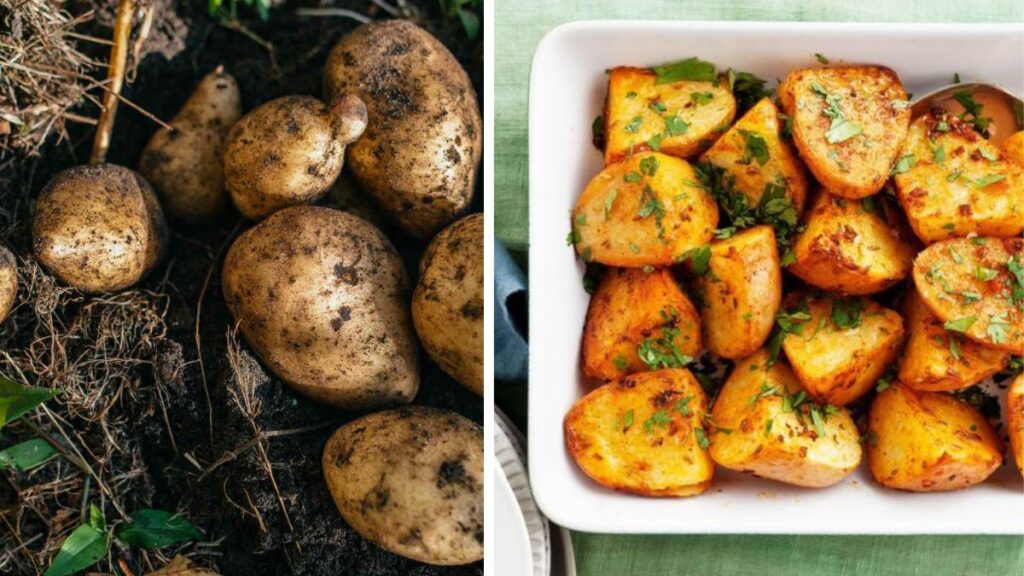 Backyard Harvest: Potatoes for Every Veggie Lover