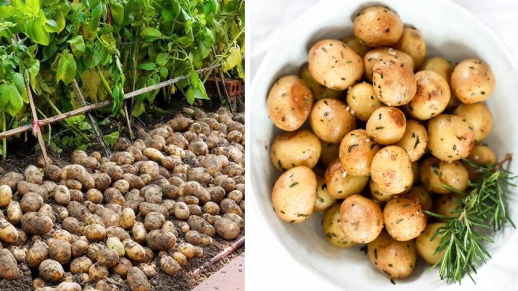 Simple Steps to Grow Potatoes for Nutritious Veggie Recipes