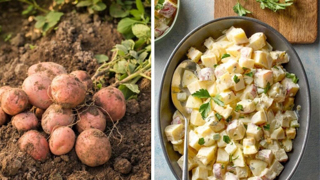 Turn Your Backyard Into a Potato Patch for Veggie Delights