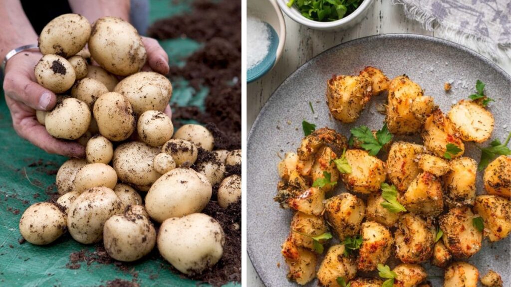 A Beginner’s Guide to Growing Potatoes for Veggie Recipes