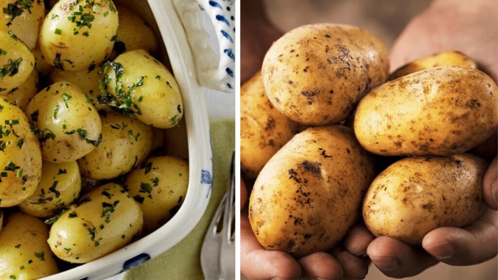 The Veggie Gardener’s Secret: Perfect Homegrown Potatoes