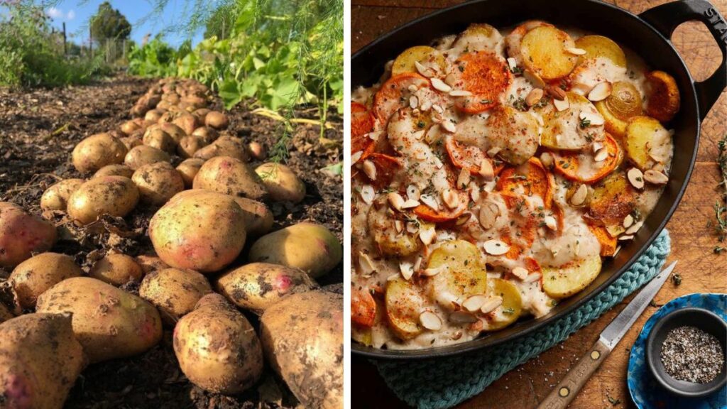Fresh from the Garden: Potatoes for Homemade Veggie Dishes