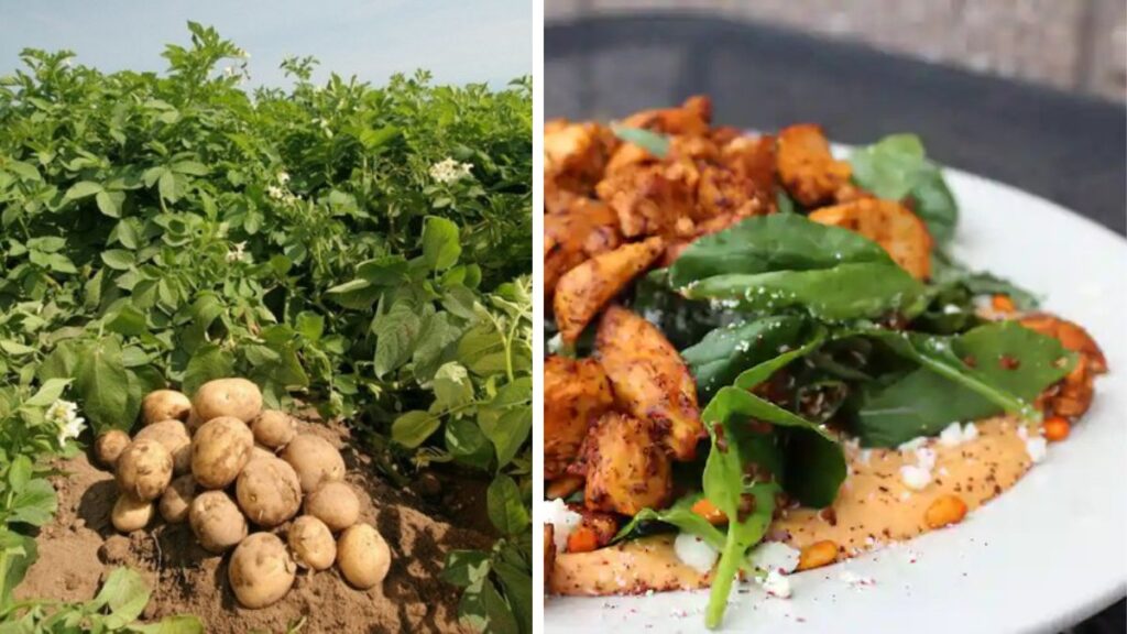 Discover the Joy of Growing Potatoes for Veggie Comfort Food