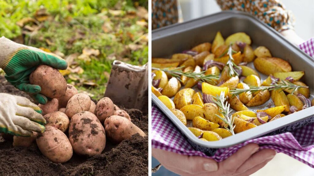 Easy Potato Growing Tips for Beginners