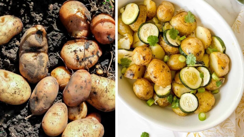 Turn Soil Into Supper: Potatoes for the Veggie Kitchen