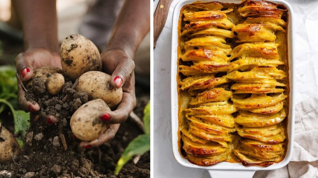 How to Grow Potatoes for the Perfect Veggie Casserole