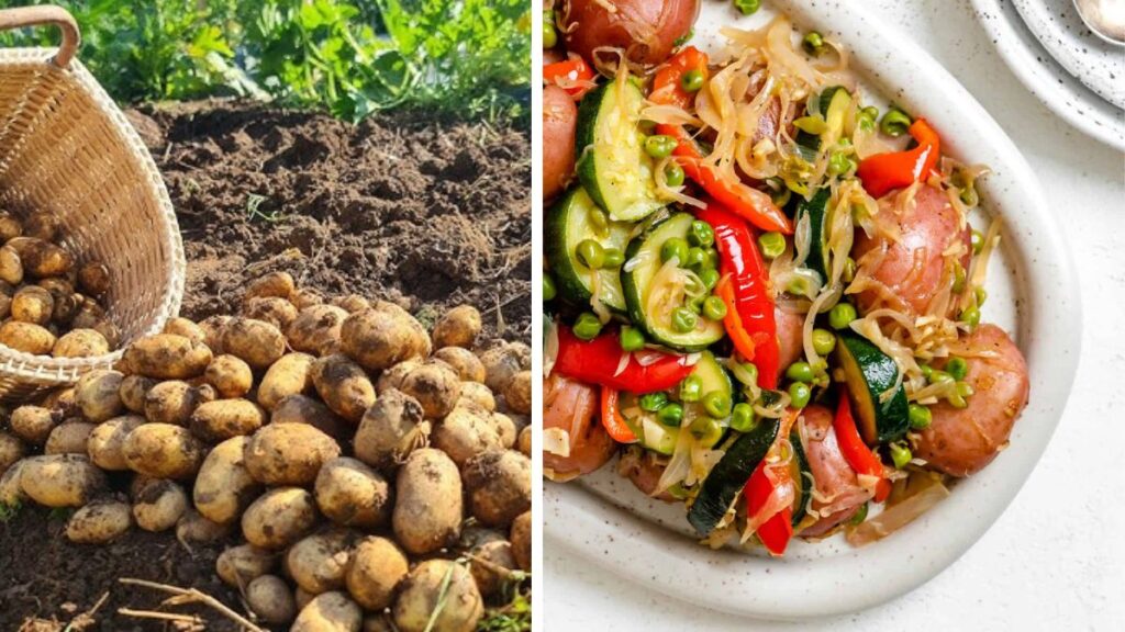 How to Grow Potatoes That Make Every Veggie Dish Shine