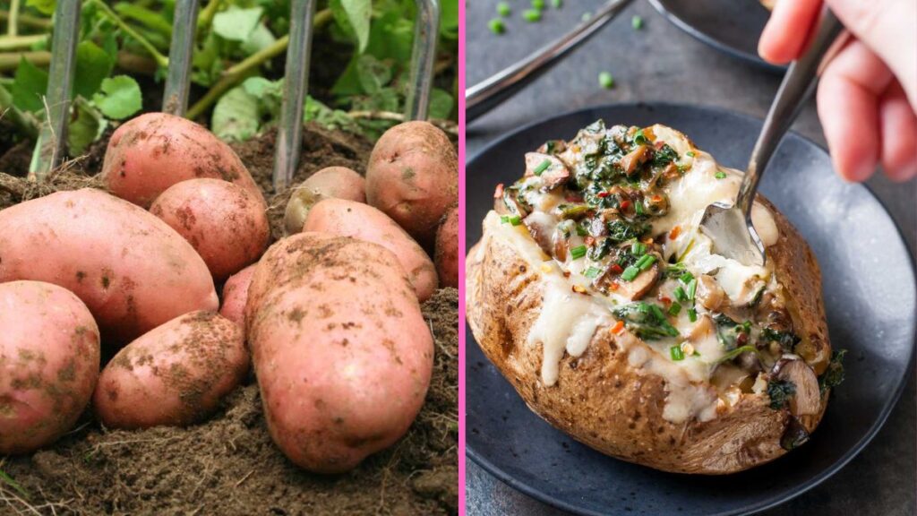 Backyard Potato Harvest: Cooking with Fresh Veggies