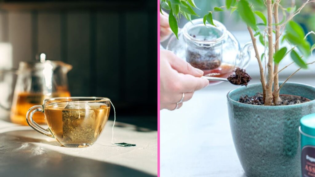 I started reusing tea bags in the garden and my plants loved it