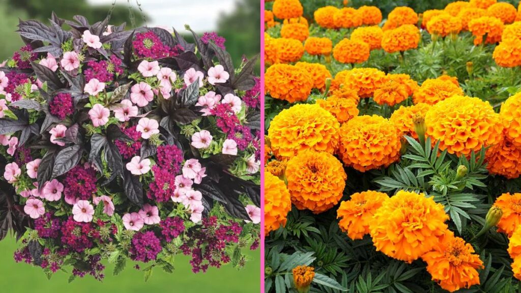 5 Vibrant Blooms to Add Instant Color to Your Yard