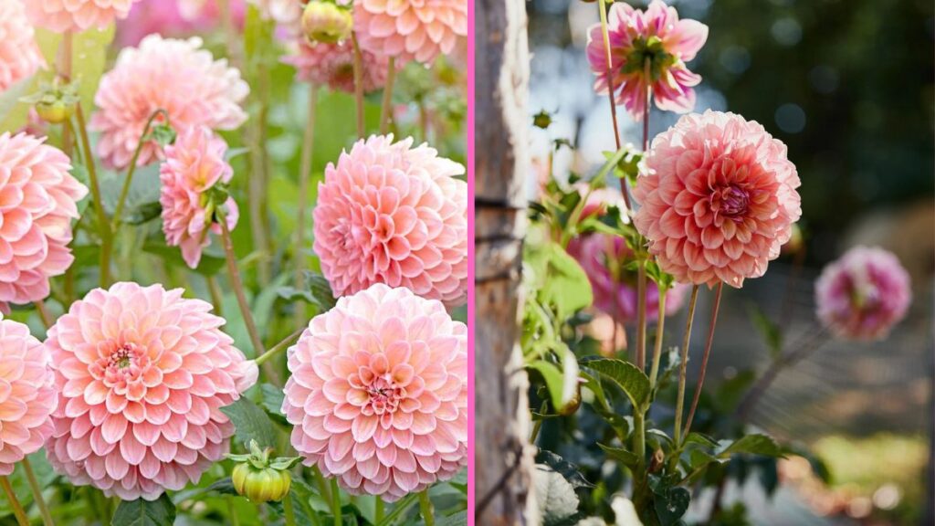 How to Grow Dahlias from Tubers at Home