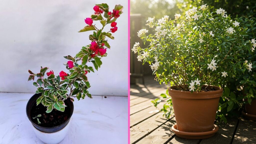 6 Flowering Vines Perfect for Balcony Railings