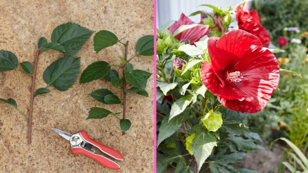 How to Propagate Hibiscus Cuttings Successfully