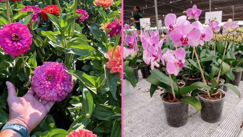 6 Long-Lasting Flowers That Brighten Your Home Naturally