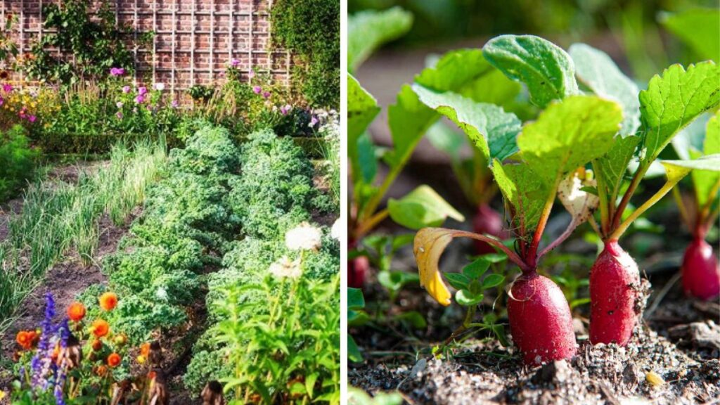 Create a Backyard Garden for a Greener Veggie Lifestyle