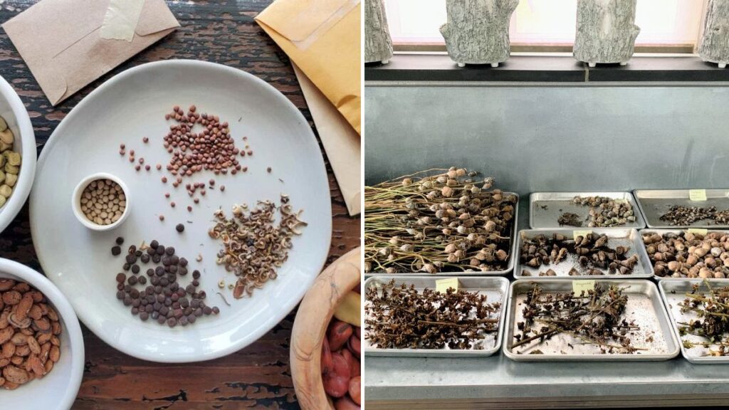 How to Store Seeds for Next Season’s Garden: A Complete Guide to Keep Them Fresh, Viable & Ready to Grow