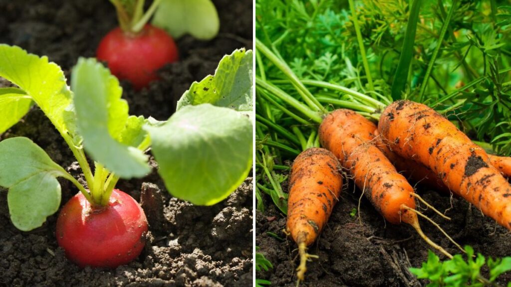 6 Fall Vegetables to Plant in September: Start a Fresh, Productive Autumn Garden