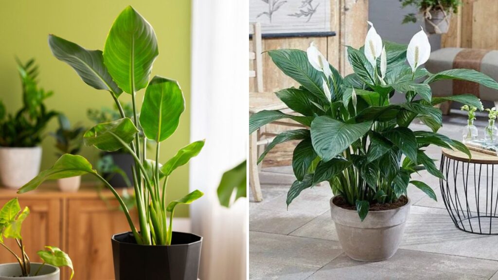 6 Winter Care Tips for Your Indoor Plants: Keep Them Healthy, Happy & Thriving All Season