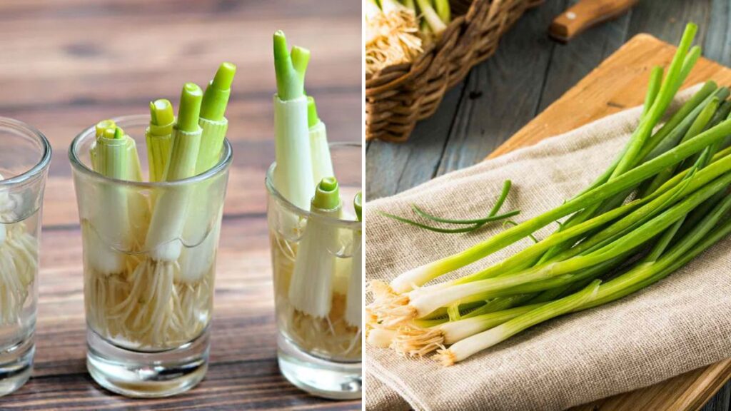 How to Regrow Green Onions During Cold Months: A Complete Indoor Growing Guide for Winter