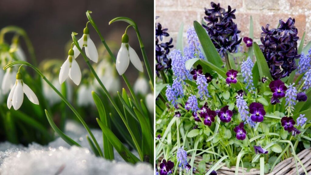 7 Bulbs to Plant in Autumn for a Colorful Spring: Your Guide to a Bloom-Filled Garden