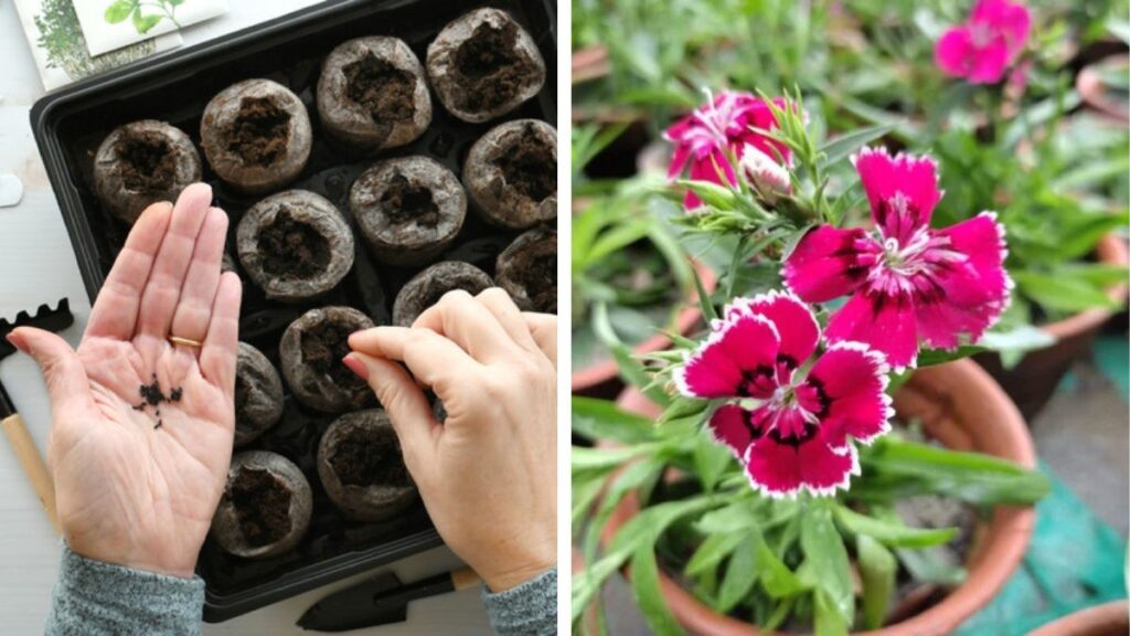 Winter Bloom Magic: How to Grow Winter Flower Seeds Fast – Complete Guide with Full Updates