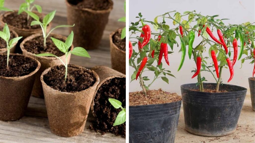Grow Spicy Success: How to Grow Chillies at Home – 100+ Chillies per Plant from Seed to Harvest