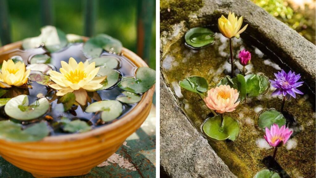 Blooming Beauty: How to Grow Water Lily from Leaf – Complete Guide with Updates