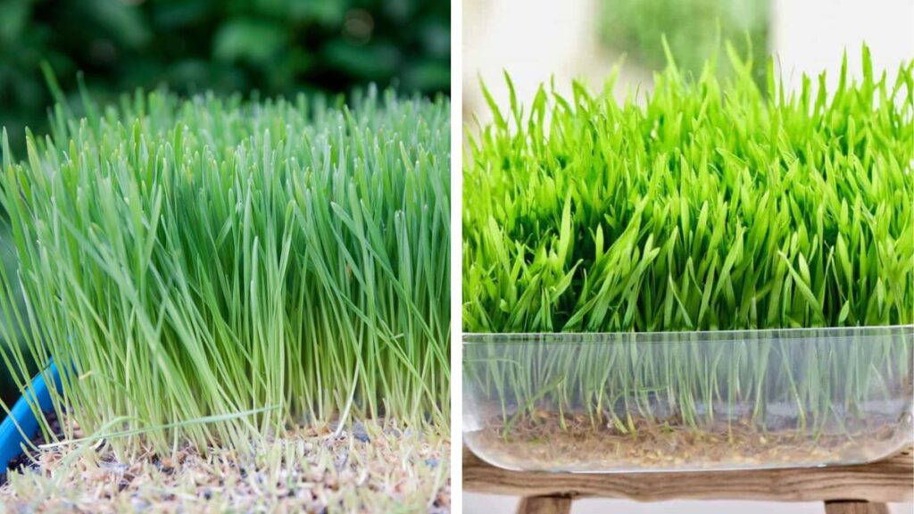 Grow Nutritious Wheatgrass at Home: Complete Guide from Seed to Harvest