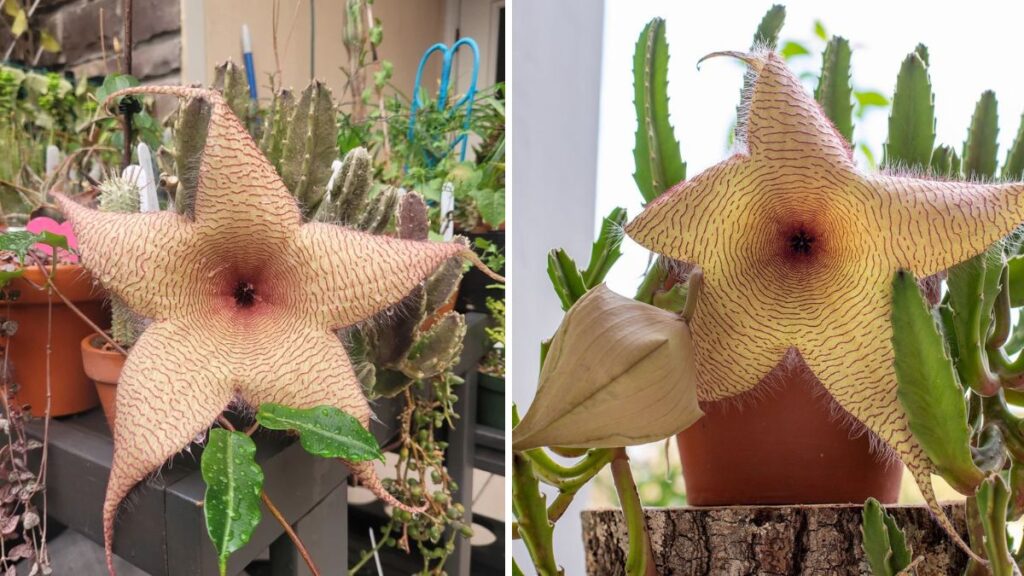 Weird Yet Fascinating: Growing the 10-Inch Giant Flower Stapelia Gigantea