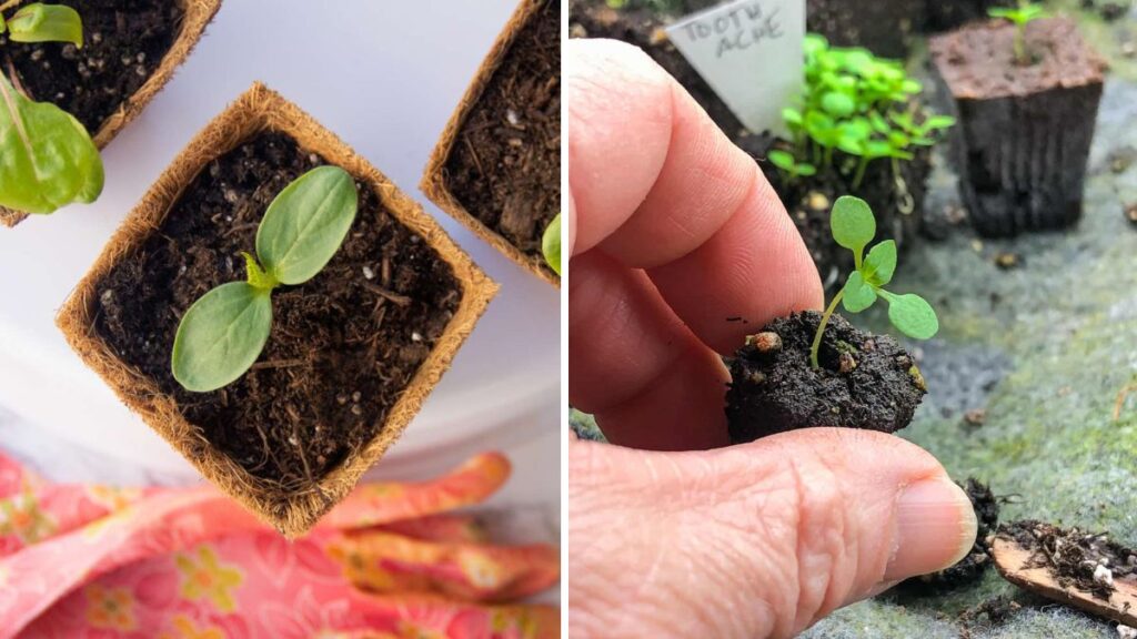 Grow Flower Seeds Fast: Achieve 90–95% Germination Easily (Complete Updated Guide)