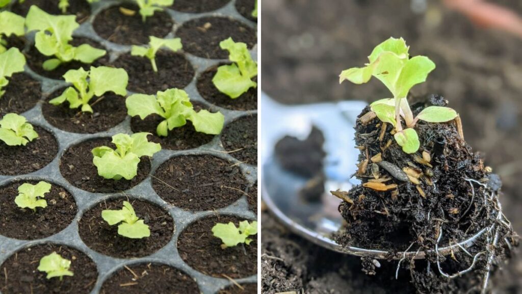 Never Buy Lettuce Seeds Again: How to Harvest and Store Your Own Seeds Easily