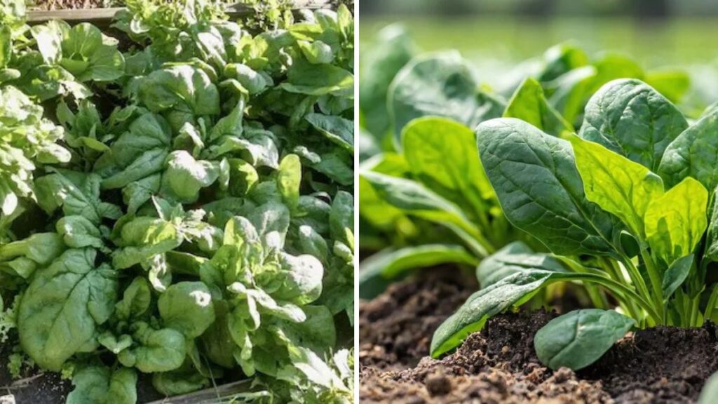 Grow Fresh Spinach at Home: Complete Guide from Seeds to Harvest (Updated Tips)