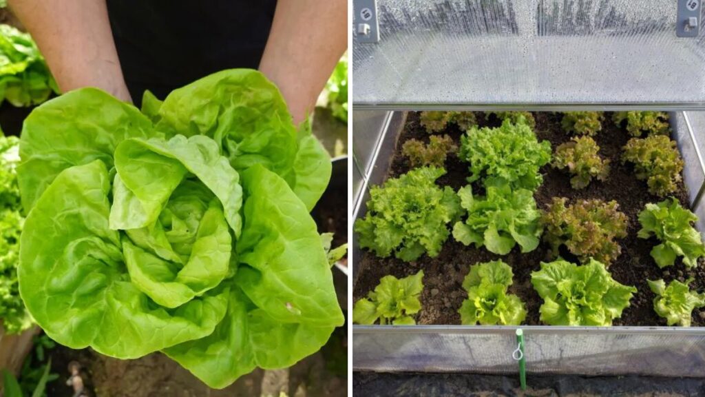 Grow Lettuce from Seed at Home: Complete Guide from Sowing to Harvest (Updated Tips)
