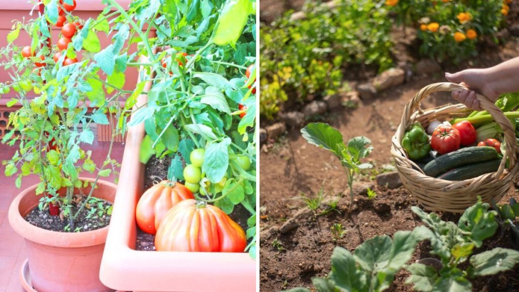 Grow Fresh Vegetables in Containers: Complete Guide for Home Gardening (Full Information)