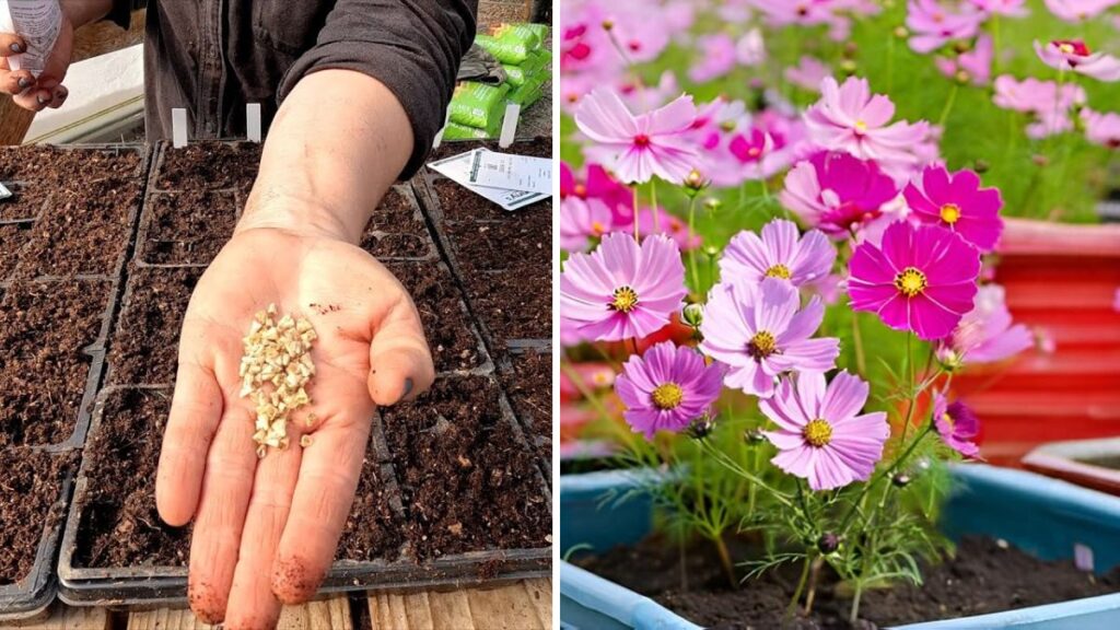 Grow Flower Seeds Fast: Easy Step-by-Step Guide with Updates for Quick Bloom