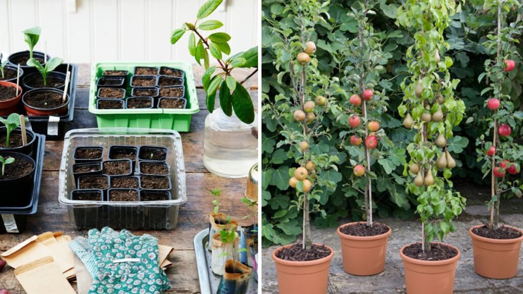 Grow Plants from Seeds and Fruits: Fast and Easy Step-by-Step Guide