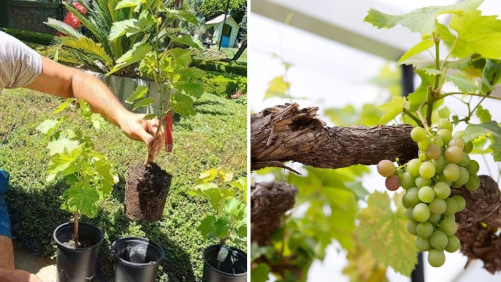Grow Grape Vines from Cuttings at Home: Fast and Easy Step-by-Step Guide