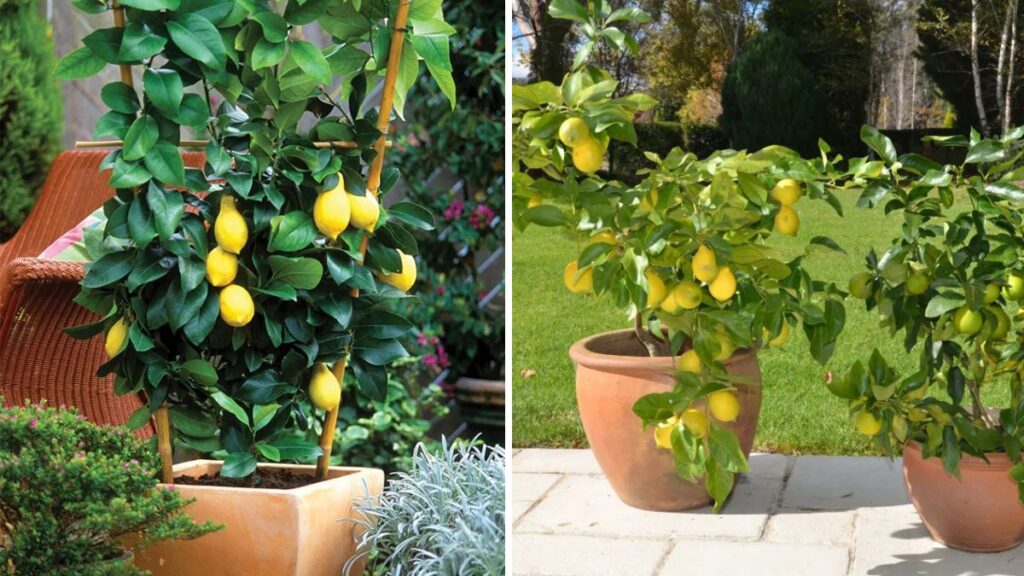 Save Your Dying Lemon Plant: Common Problems and Proven Solutions